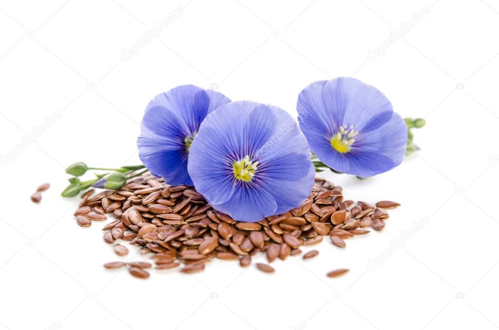 Beautiful flowers of flax with seeds isolated  on white background