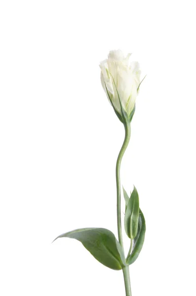 Único Rose branco isolado no fundo branco — Fotografia de Stock