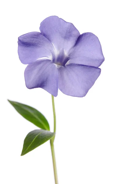 Brčál květina izolovaných na bílém pozadí — Stock fotografie