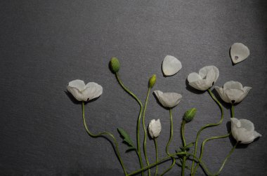 gri arka plan üzerinde beyaz haşhaş