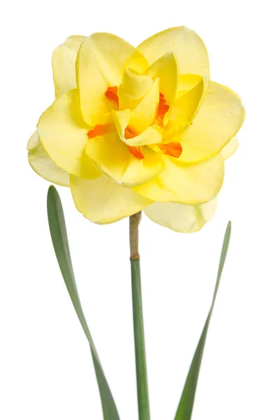 Single flower of yellow daffodil isolated on white background — Stock Photo, Image