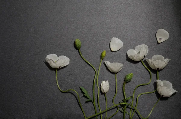 gri arka plan üzerinde beyaz haşhaş