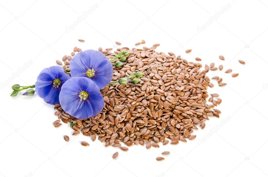 Beautiful flowers of flax with seeds isolated  on white background