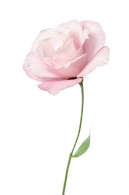 Güzel Eustoma çiçeği beyaz arkaplanda izole edilmiş.