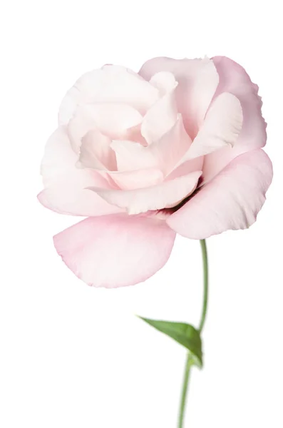 Mooie eustoma bloem geïsoleerd op witte achtergrond — Stockfoto
