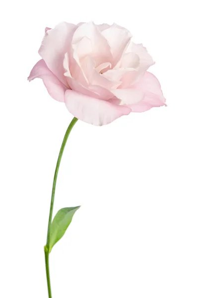 Bellissimo fiore di eustoma isolato su sfondo bianco — Foto Stock