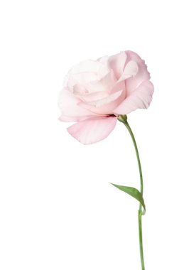 Güzel Eustoma çiçeği beyaz arkaplanda izole edilmiş.