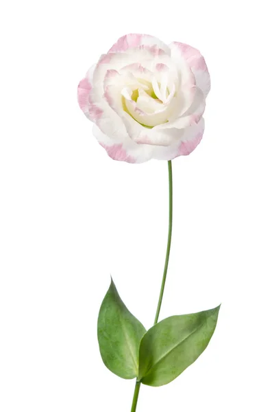 Gyönyörű eustoma virág elszigetelt fehér háttér — Stock Fotó
