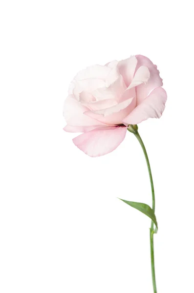 Schöne Eustoma-Blume isoliert auf weißem Hintergrund — Stockfoto