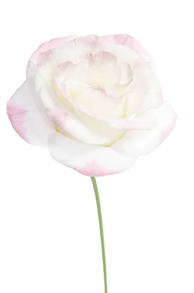 Красива квітка еустоми ізольована на білому тлі — стокове фото