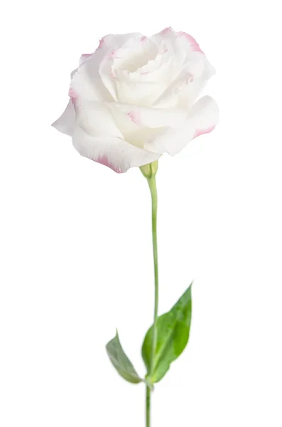 Hermosa flor eustoma aislada sobre fondo blanco —  Fotos de Stock