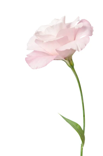 Hermosa flor eustoma aislada sobre fondo blanco — Foto de Stock