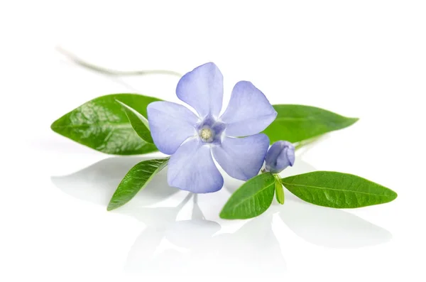 白い背景の上の美しい青い花ツルニチニチソウ — ストック写真