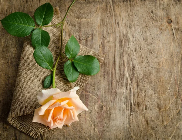 Нежная кремовая роза на деревянном столе с мешком — стоковое фото