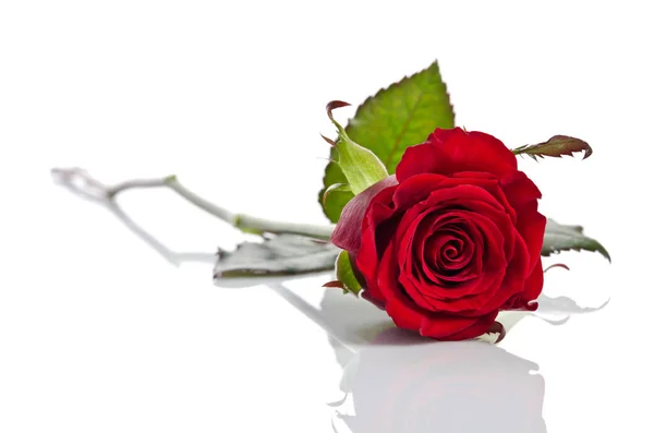 Bella rosa rossa singola sdraiata su uno sfondo bianco — Foto Stock