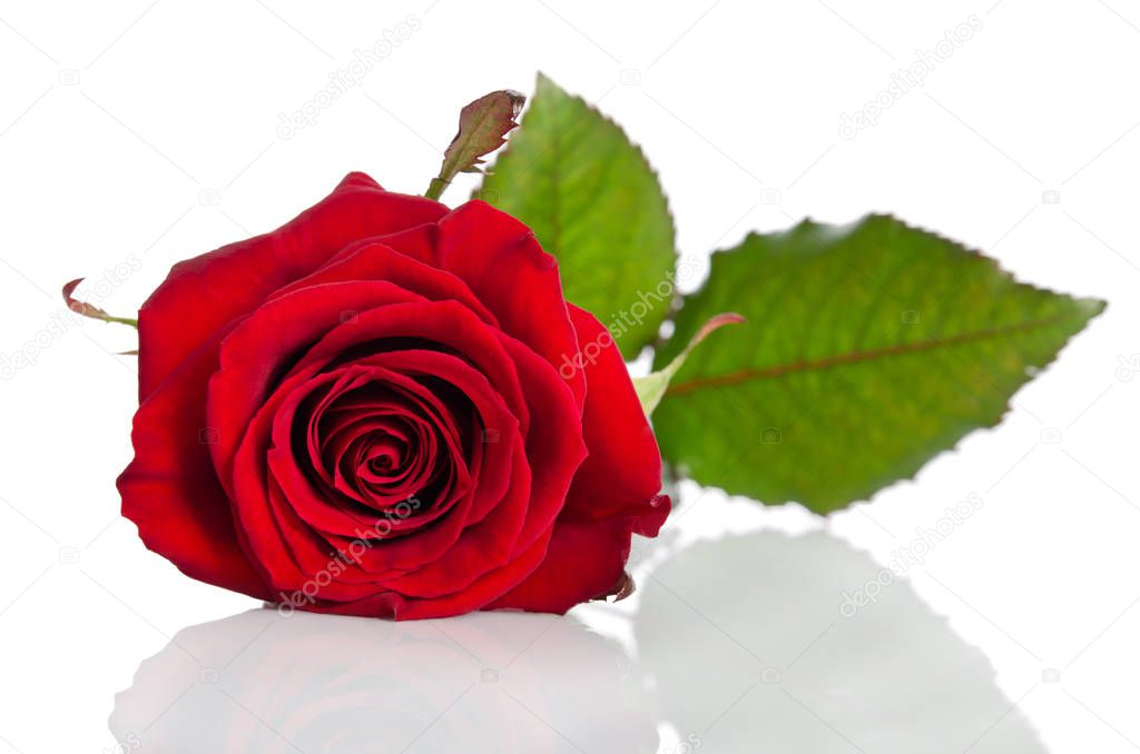 beautiful single red rose lying down on a white background