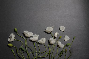 gri arka plan üzerinde beyaz haşhaş