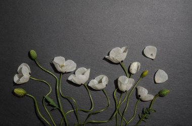 gri arka plan üzerinde beyaz haşhaş