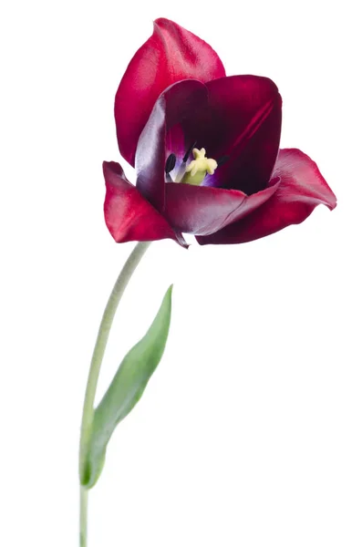 Tulip on white background — Stock Photo, Image