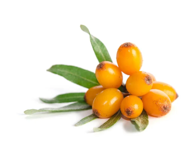 Sea buckthorn with green leaf on white background — Stock Photo, Image