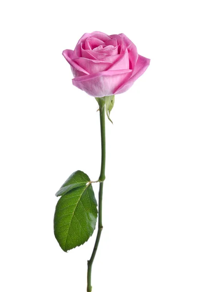 Bela rosa única rosa em um fundo branco — Fotografia de Stock