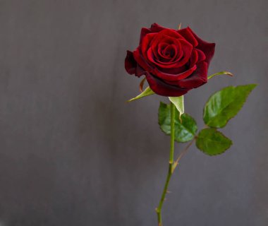 koyu arka plan üzerinde güzel tek koyu kırmızı gül