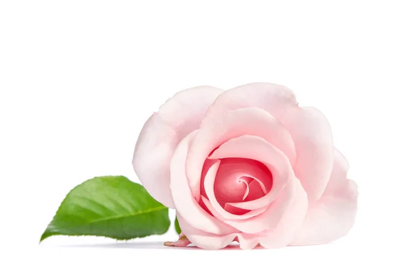 Beleza rosa única rosa encontra-se isolado no fundo branco — Fotografia de Stock