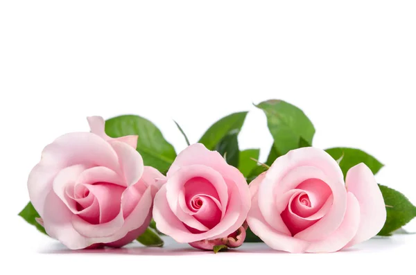 Букет красивых розовых роз, лежащих на белом фоне — стоковое фото