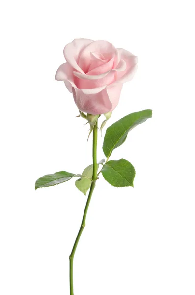 Único rosa isolado no fundo branco — Fotografia de Stock