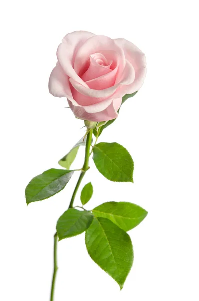 Beautiful single pink rose isolated on white background — Stock Photo, Image