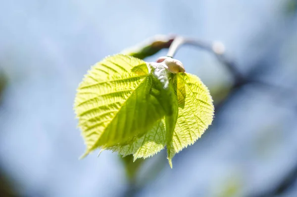 Gröna blad på ett träd — Stockfoto