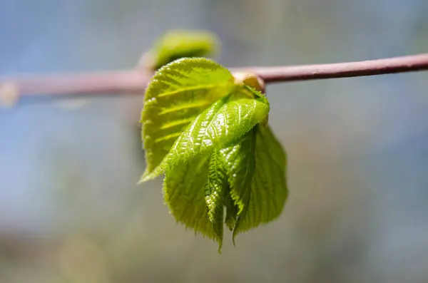 Green leaves on a tree — Stock Photo, Image