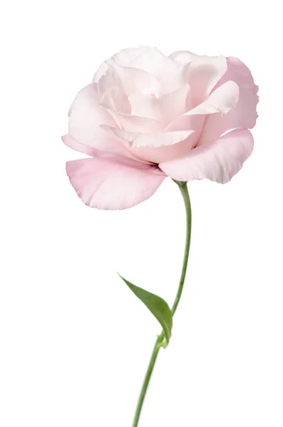 Bela flor eustoma isolado no fundo branco — Fotografia de Stock
