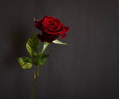 koyu arka plan üzerinde güzel tek koyu kırmızı gül