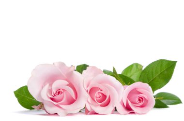 Beyaz arka planda duran güzel pembe güller.  