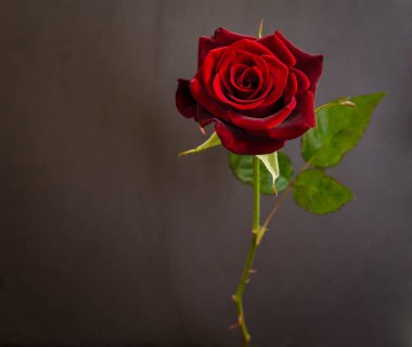 koyu arka plan üzerinde güzel tek koyu kırmızı gül