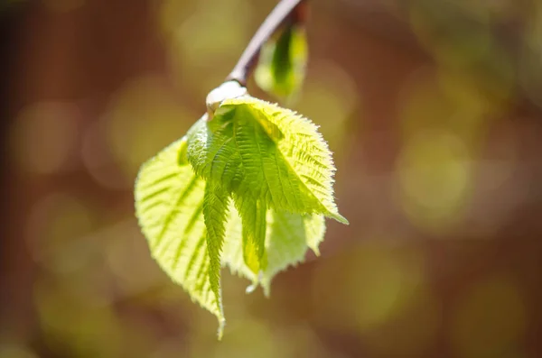 Zelené listy na stromě — Stock fotografie
