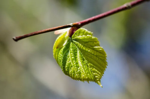 Green leaves on a tree — Stock Photo, Image