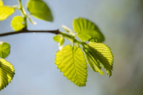 Green leaves on a tree — Stock Photo, Image