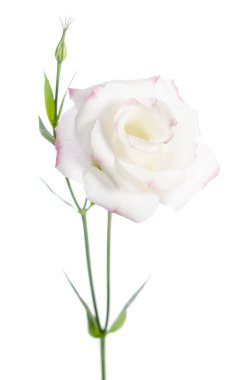 Güzel Eustoma çiçeği beyaz arkaplanda izole edilmiş.