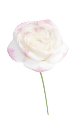 Güzel Eustoma çiçeği beyaz arkaplanda izole edilmiş.