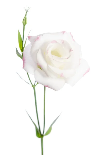 Hermosa flor eustoma aislada sobre fondo blanco —  Fotos de Stock