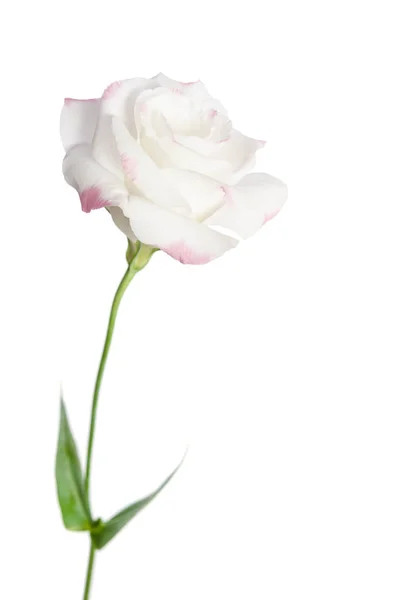 Bela flor eustoma isolado no fundo branco — Fotografia de Stock