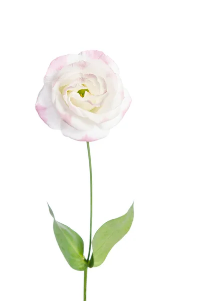 Beautiful Eustoma flower isolated on white background — Stock Photo, Image