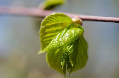Ağaçtaki yeşil yapraklar