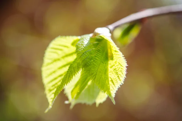 Hojas verdes en un árbol —  Fotos de Stock