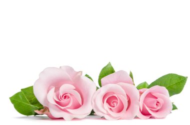 Beyaz arka planda duran güzel pembe güller.  