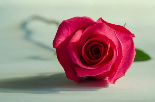 Rosa rossa singola giace sul tavolo blu — Foto Stock