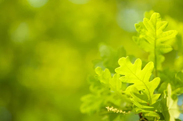 Gröna blad på ett träd — Stockfoto