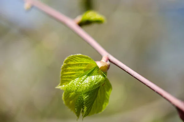 Green leaves on a tree — Stock Photo, Image